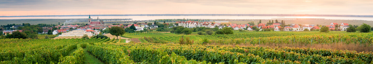 Weingärten in der Nähe von Rust am Neusiedler See © iStock.com / xeipe