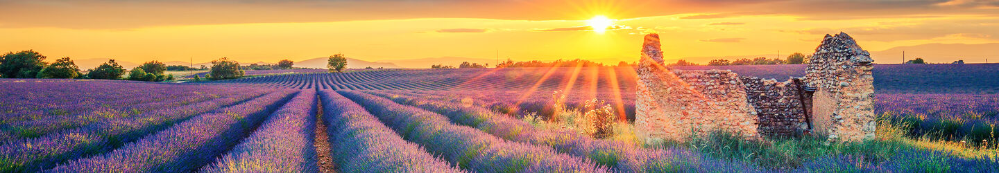Lavendelfeld bei Sonnenuntergang © iStock.com / Frederic Prochasson